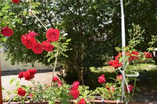 Pension GreenHouse - Sibiu - 2