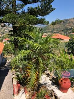 Villa Giglio - Santa Maria di Castellabate - 2