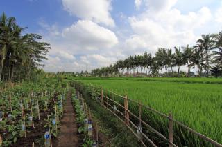 Bhuwana Ubud Hotel and Farming - 7