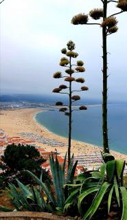 Alojamento Madeira - 0