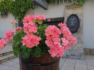 Apartmaji Svetinje - Ivanjkovci - 8