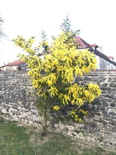 Chez Zoiseau et Zoiseautte - Chassigny - 2