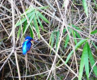 Saraswati Holiday House - 6