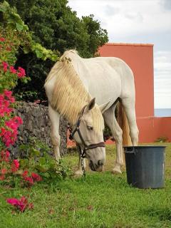 Quinta da Falesia - Casa Branca - Ponta Delgada - 8