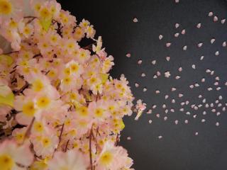SAKURA Aburaya - Takayama - 1