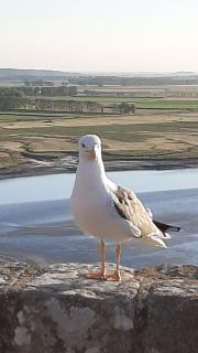 L'étoile CarVal - Sains - 2