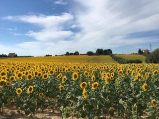 Country House Nora Rech - Sant'Elpidio a Mare - 8