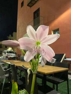 Restaurant & Rooms Cabrit - Sant Mateu - 0