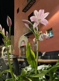 Restaurant & Rooms Cabrit - Sant Mateu - 8