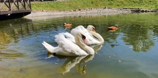 Hotel Zajazd Celtycki - 6