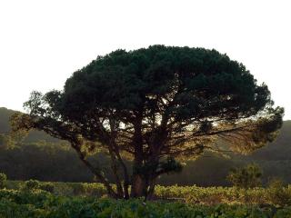 Chateau Maravenne - La Londe-les-Maures - 3
