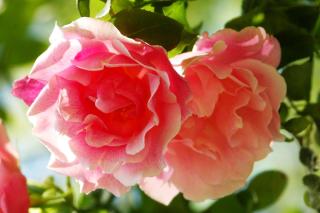 Kilmokea Garden Suite - 2