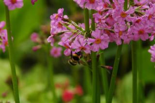 Kilmokea Garden Suite - New Ross - 2