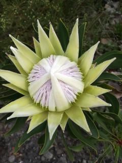 Avondsrus Guesthouse - Bettyʼs Bay - 9