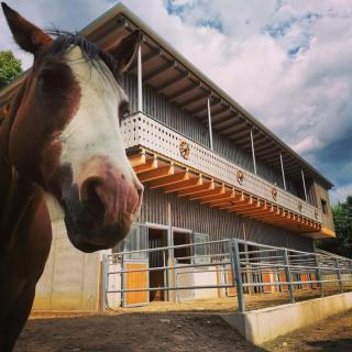 Erlebnisbauernhof Gutschi Ranch - Kamp - 9