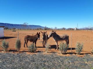 Donkieshoek Accommodation & Campsite, Calvinia - Calvinia - 4