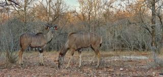 Leap in2 Africa - Marloth Park - 2