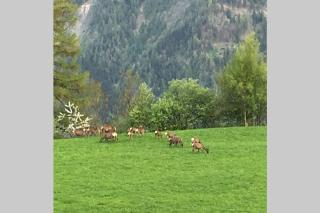 Idyllisches Chalet inmitten der Walliser Bergwelt - Riederalp - 3