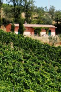 Tenuta San Vito In Fior Di Selva - 7