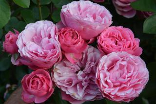 Les Jardins - 1