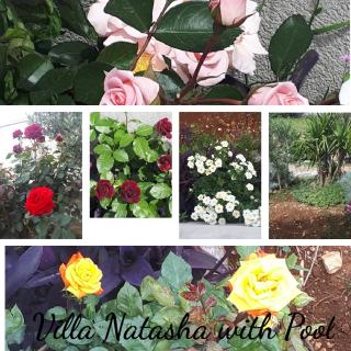 Villa Natasha - Makarska - 5