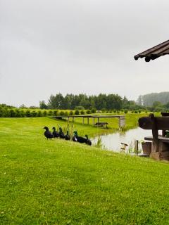 Jaunbirzes - 4