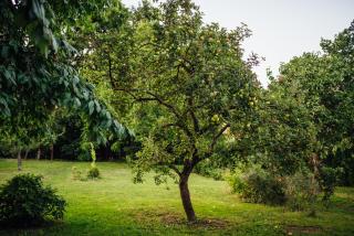 Apartmán Pod borovicí - 5