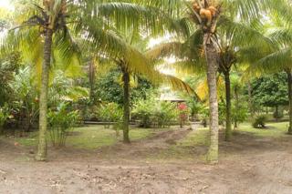 Turtle Beach Lodge - Tortuguero - 1