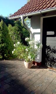 Ellis Garden - 9