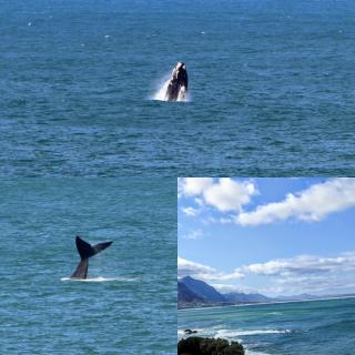 The Sun, Whales & Waves - Seafront Apartment - Hermanus - 5