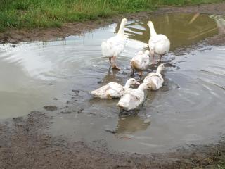 Statek Straňovice - 1