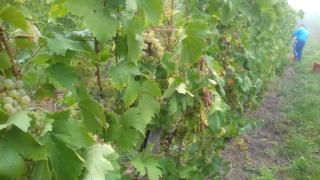 Ferienhaus Mosel/Trittenheim - Trittenheim - 3