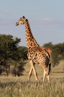 Camelthorn Kalahari Lodge - Hoachanas - 2