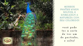 Pousada Fazenda Vale d'aventura - 3