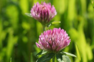 Appartements Blumenwiese - 6