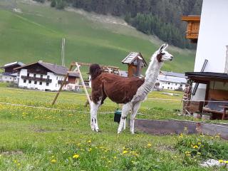 Thumeserhof - Schmirn - 1