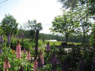 Log Cottage Himawari - 4