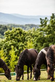 Hotel Rancho Pcim - 9