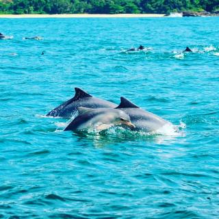 Jardim das Palmeiras - 6