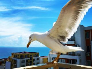 Sea View Panoramic Apartments, Fort Noks Crown Club - Sveti Vlas - 0