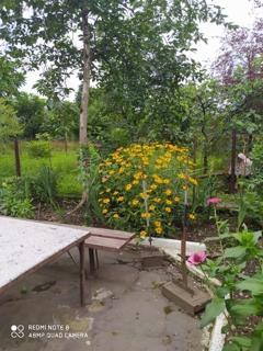 liziko's House - Kobuleti - 5
