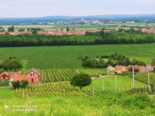 Sklípek u Svobodů - Velké Bílovice - 9