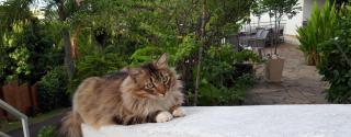 Fare Suisse Tahiti - Guesthouse - Papeete - 9