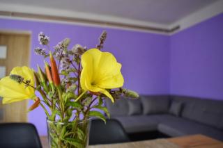 PENZION a FARMA NA BORŮVKOVÉM VRŠKU - Bujanov - 9