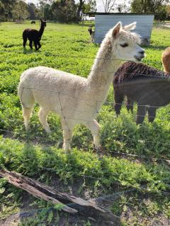 Kerriley Park FarmStay - Yelverton - 9