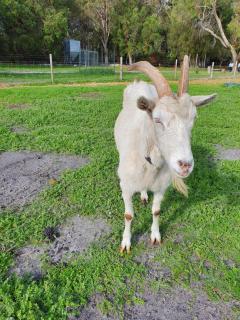 Kerriley Park FarmStay - Yelverton - 8