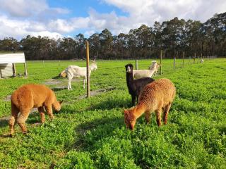 Kerriley Park FarmStay - Yelverton - 7