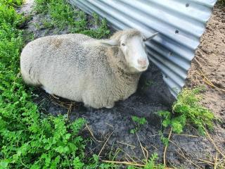 Kerriley Park FarmStay - Yelverton - 4