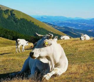 Bed&breakfast La Badia - Cantiano - 1