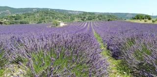 Gîtes Les Costoliers - Châteauneuf-Miravail - 7
